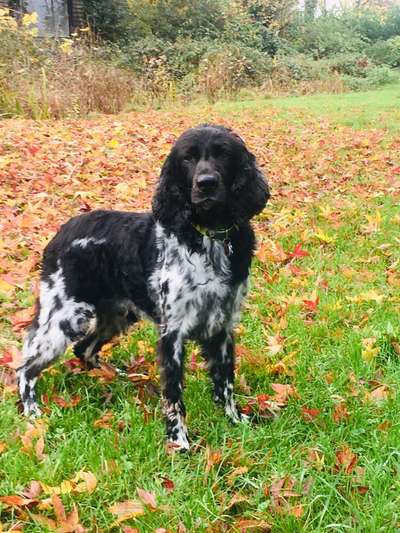 Kleiner Münsterländer!-Beitrag-Bild