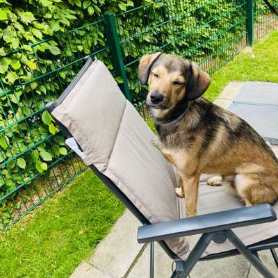 Hundetreffen-Gassirunde im Kalletal