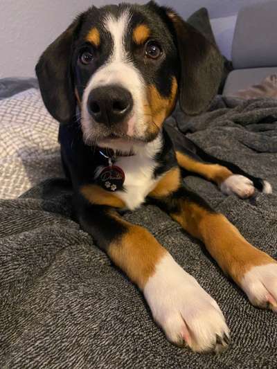 Welpen Bilder !-Beitrag-Bild