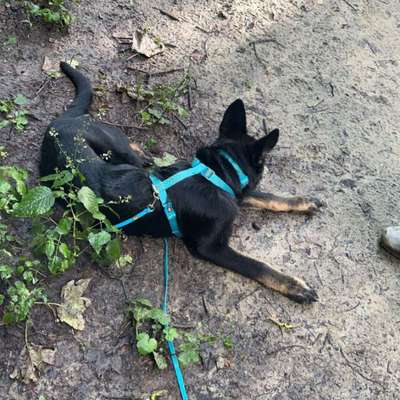 Hundetreffen-Nia sucht selbstbewusste Freunde-Bild