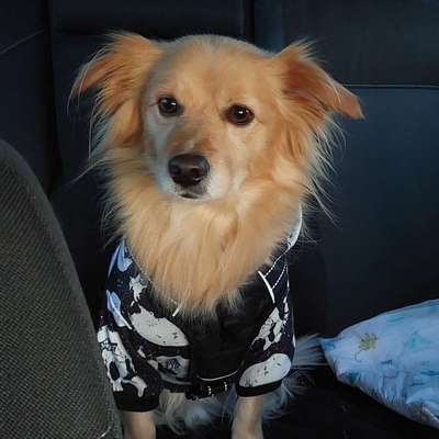 Hundetreffen-Hundekumpel-Profilbild