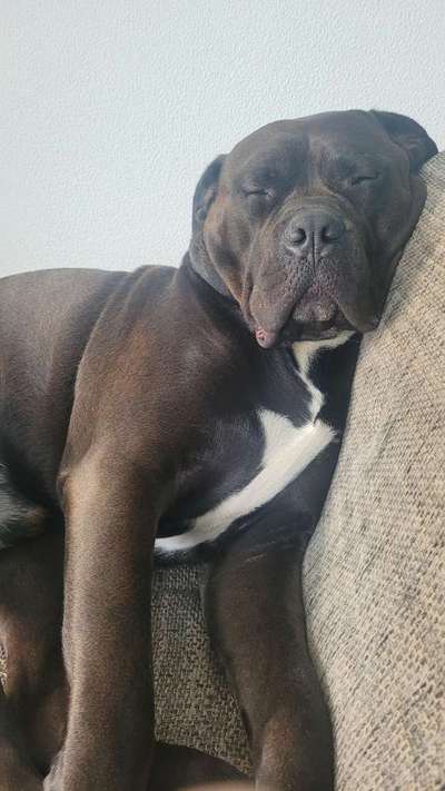 Freunde von 'Kampfhunden'-Beitrag-Bild