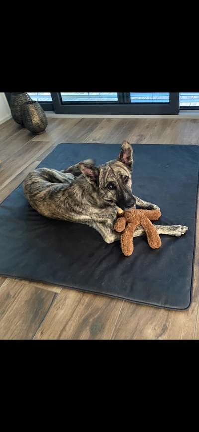 Hund aus dem Spanischen Tierschutz-Beitrag-Bild