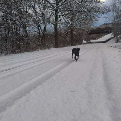 Hundetreffen-Reaktive Hunde, Social Walk, Training, Üben-Bild