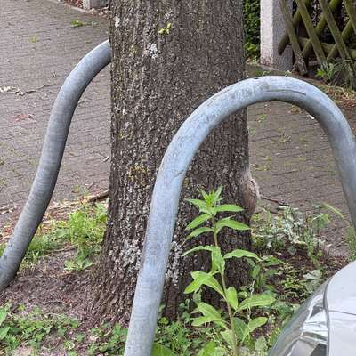 Giftköder-Eichenprozessionsspinner-Bild