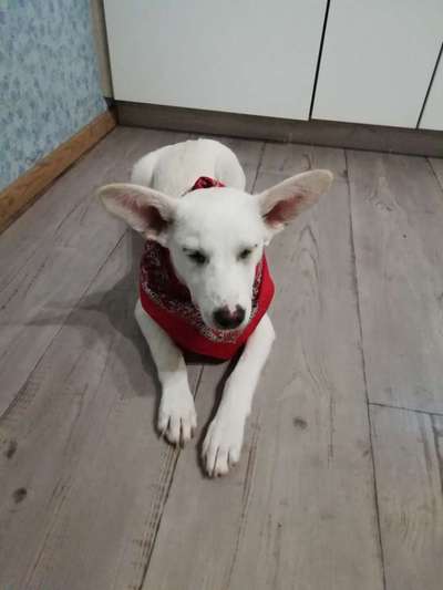 Dogorama Photo Challenge - Portrait-Beitrag-Bild