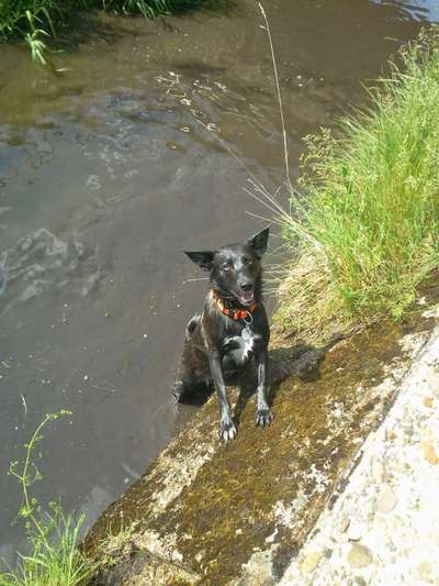 FOTOCHALLENGE 72 - Glücklicher Hund im Schmuddel-Look-Beitrag-Bild