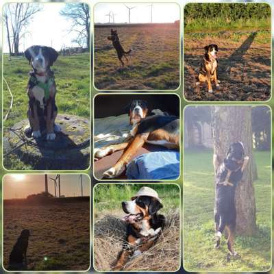 52. Collagenchallenge: Dein Hund im Sonnenschein-Beitrag-Bild