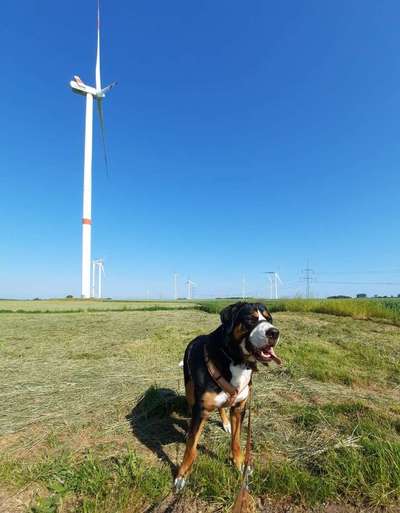 Handy Fotochallenge Nr. 52: Dein Hund mit blauem Himmel-Beitrag-Bild