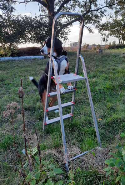 29. Farben Foto Challenge -
Silber glänzend.-Beitrag-Bild