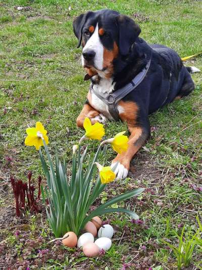 Dogorama Photo Challenge - Ostereiersuche-Beitrag-Bild