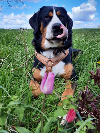 Farben-Fotochallenge: Rosa-Beitrag-Bild