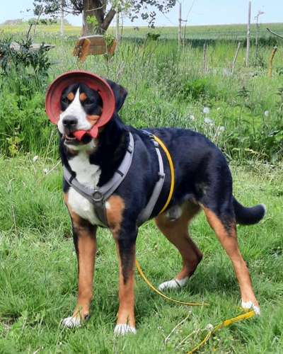 Dogorama Photo Challenge - Durchblick-Beitrag-Bild