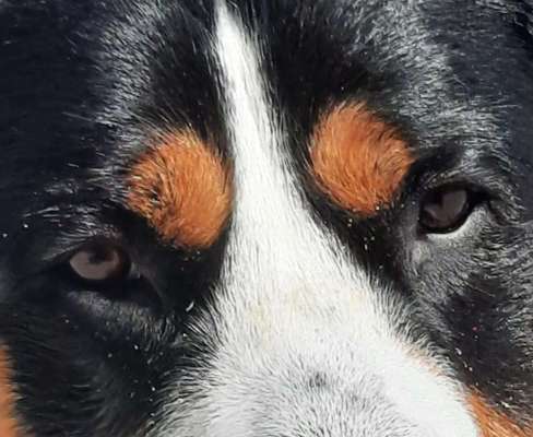 150. Foto Challaenge:  Die Augen, der Spiegel der Seele-Beitrag-Bild