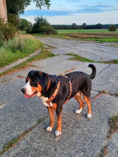 Fotochallenge Glanzbilder,du glänzt so schön-Beitrag-Bild