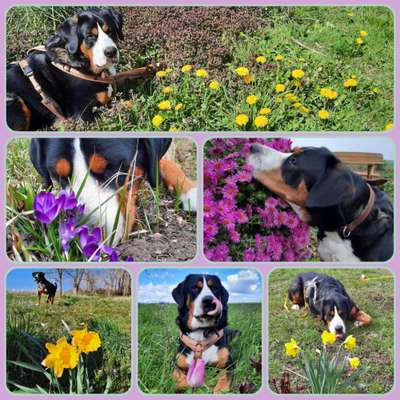 47. Collage Challenge - Sag's mit Blumen-Beitrag-Bild