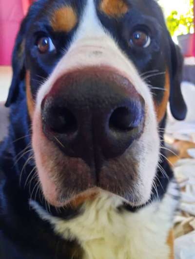 42. Handy Fotochallenge - Den richtigen Riecher haben-Beitrag-Bild