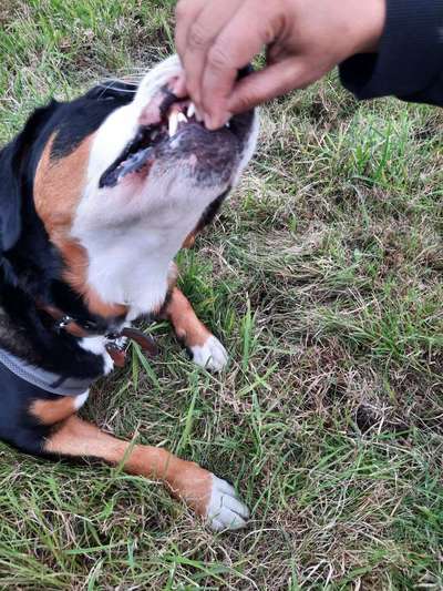 152. Foto Challenge: "Friss mir aus der Hand"-Beitrag-Bild