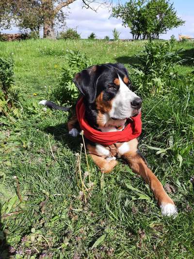 11. Farben Foto Challenge Rot-Beitrag-Bild