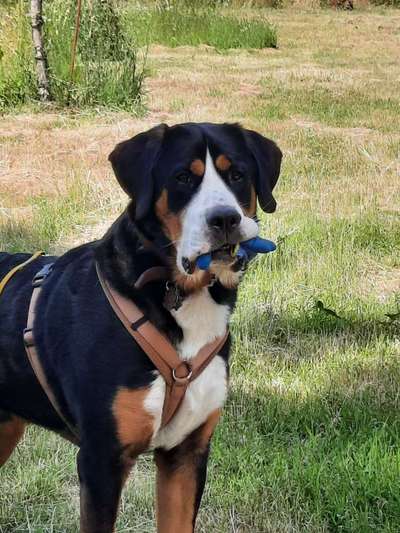 Zeige den lustigsten Blick deines Hundes-Beitrag-Bild