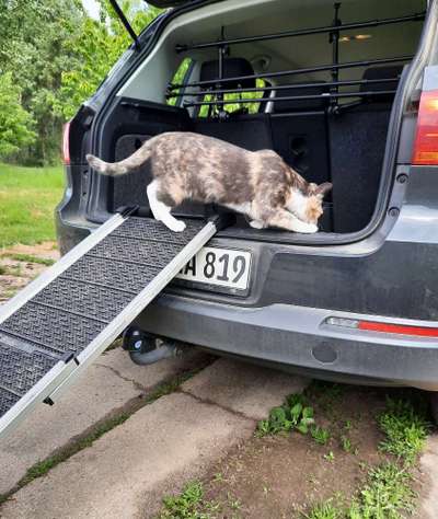 Foto Challenge Thema "Hunde im Auto"-Beitrag-Bild