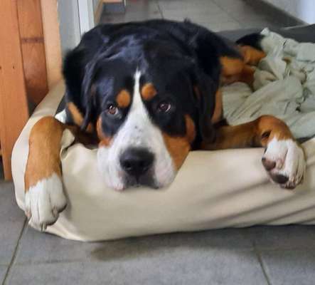 Foto-Challenge: Der schmollende Hund-Beitrag-Bild