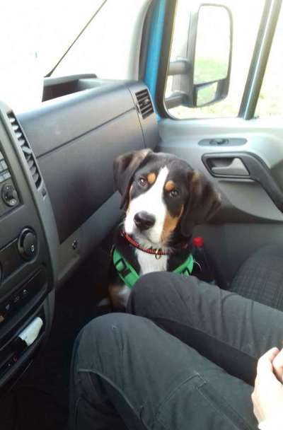 Foto Challenge Thema "Hunde im Auto"-Beitrag-Bild