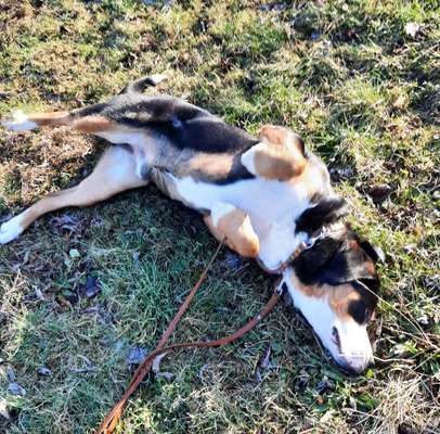 36. Handy Foto Challenge - Sonnenanbeter-Beitrag-Bild