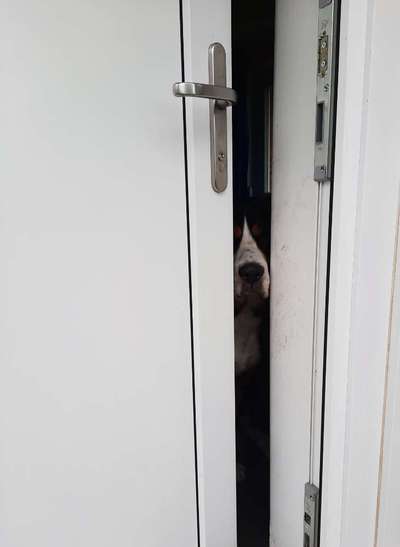 Dogorama Photo Challenge - Versteckspiel-Beitrag-Bild