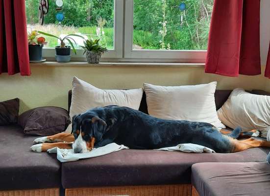 Dogorama Photo Challenge - Hündchen streckt dich-Beitrag-Bild