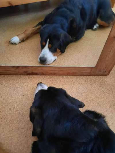 Dogorama Photo Challenge - Spieglein Spieglein . . .-Beitrag-Bild