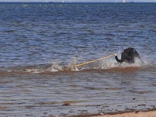 Dogorama Photo Challenge - Wasserspiele-Beitrag-Bild