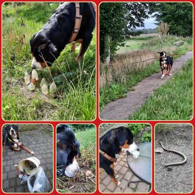 50. Collage Challenge - Fundstücke auf der Gassirunde-Beitrag-Bild