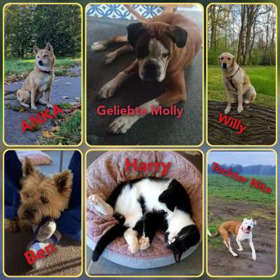 40.Collagen Challenge - Hundefreunde-Beitrag-Bild