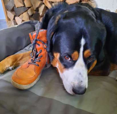 Foto-Challenge: Der unschuldige Hund:"Ich war's nicht!"-Beitrag-Bild