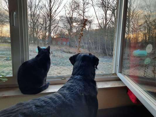 Hund und Katz Momente-Beitrag-Bild