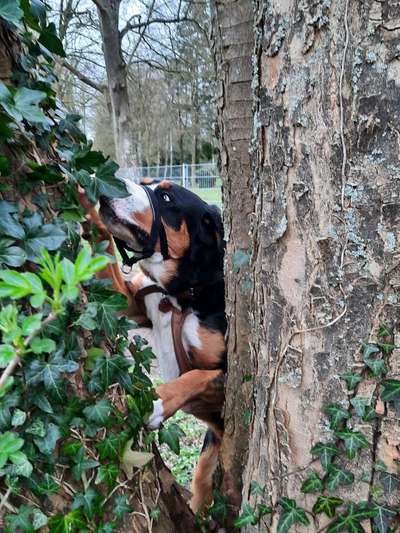 31. Collagen Challenge - Bänke/ Steine /Baumstümpfe-Beitrag-Bild