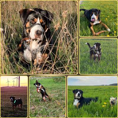 39. Collagen Challenge - Dein Hund auf einer Wiese-Beitrag-Bild