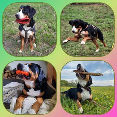 Zeige deinen Schatz mit seinem Lieblingsspielzeug.-Beitrag-Bild