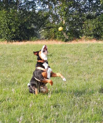 60. Handy Fotochallenge  -gleich schnapp ich es--Beitrag-Bild