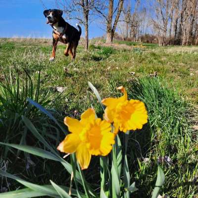 27. Collagen Challenge - Dein Hund mit Blume(n)-Beitrag-Bild
