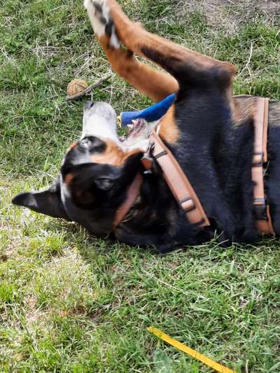 Fotosammlung: ,,Der natürliche Hund" Unbearbeitet, ungestellt und in Natura-Beitrag-Bild