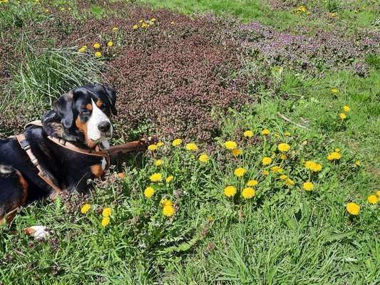 Dogorama Photo Challenge - Frühlingserwachen-Beitrag-Bild