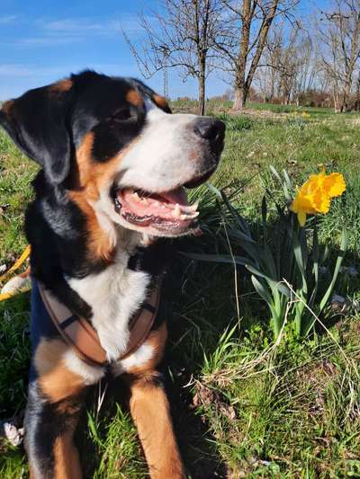 27. Collagen Challenge - Dein Hund mit Blume(n)-Beitrag-Bild