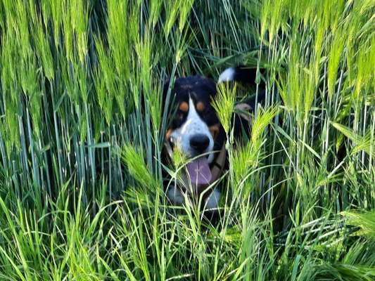 27. Collagen Challenge - Dein Hund mit Blume(n)-Beitrag-Bild