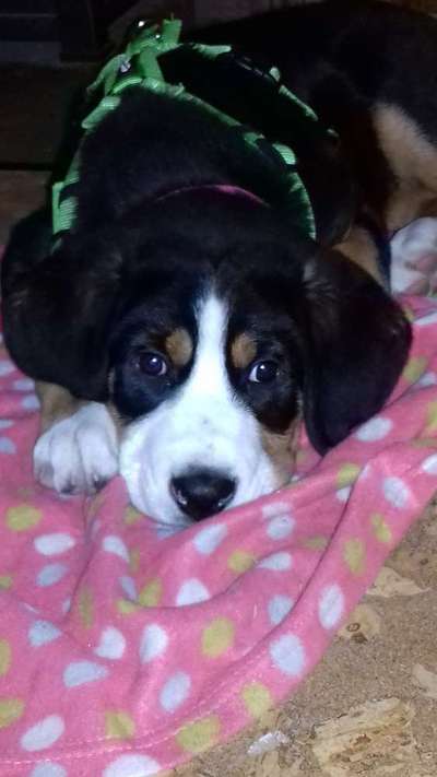 Welpen Bilder !-Beitrag-Bild