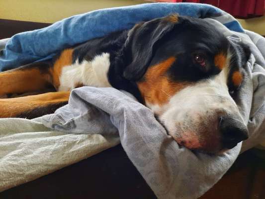 Berner Sennen-Beitrag-Bild