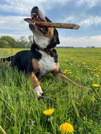 27. Collagen Challenge - Dein Hund mit Blume(n)-Beitrag-Bild