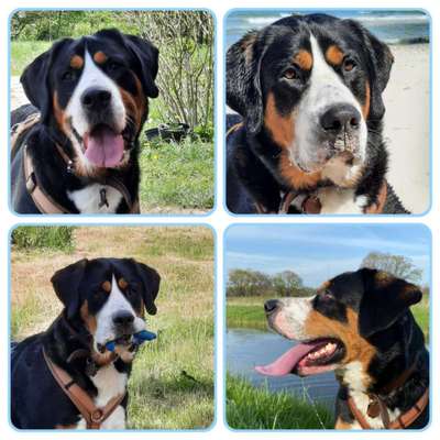 Hunde Porträt (Portrait) Galerie....-Beitrag-Bild