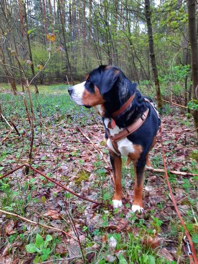 Foto -Challenge  Thema : Dein Hund Im Wald-Beitrag-Bild